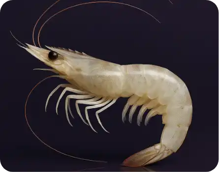 shrimp image